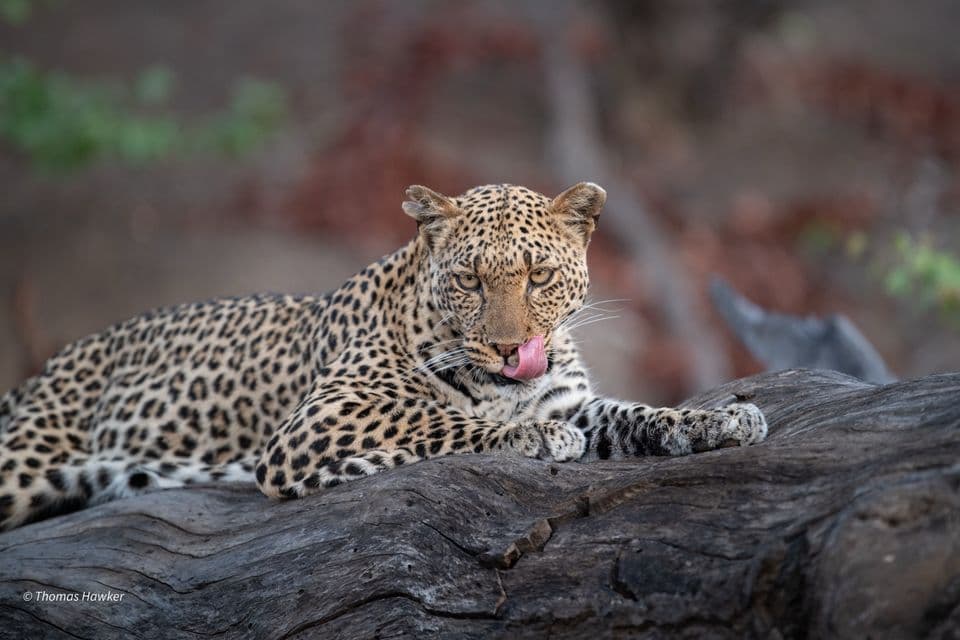 Africa