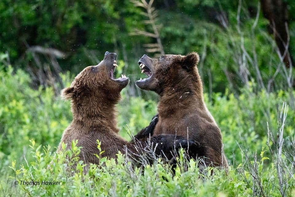 Eagles and Bears